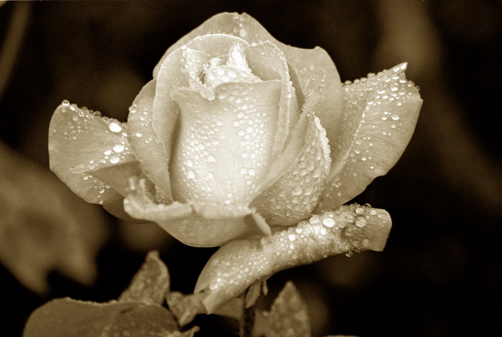 rose